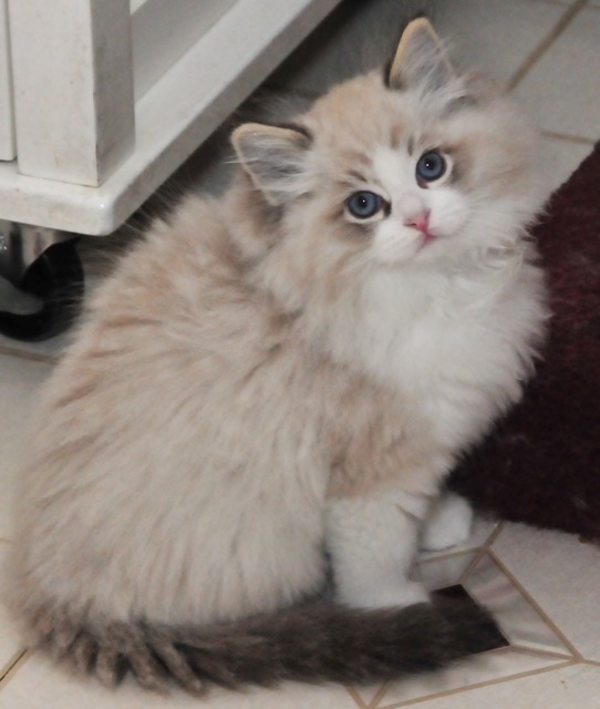 Ragdoll Kitten Picture