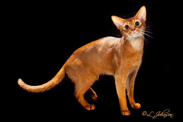 Red Abyssinian Adult Cat