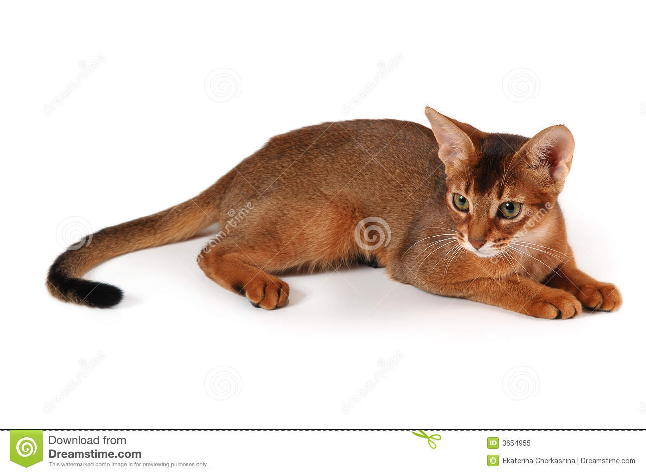 Red Abyssinian Cat Image