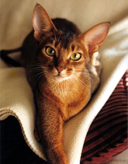 Red Abyssinian Cat Looking At Camera Picture