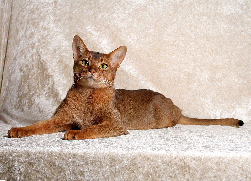 Red Abyssinian Cat Looking At Camera