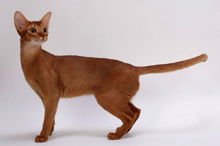Red Abyssinian Cat Photo