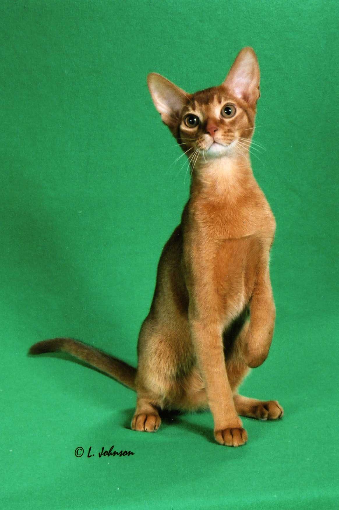 Red Abyssinian Cat Posing For Photo