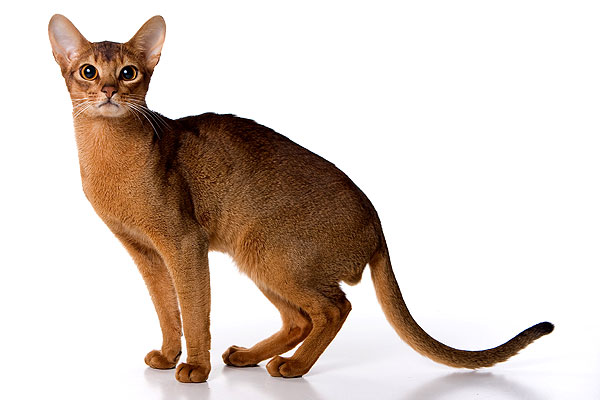 Red Abyssinian Cat Posing