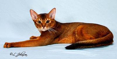 Red Abyssinian Cat Sitting Photo