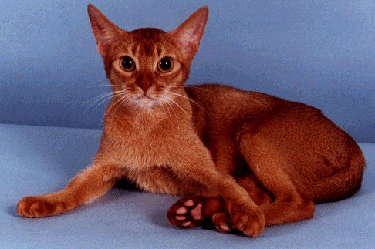 Red Abyssinian Cat Sitting Picture