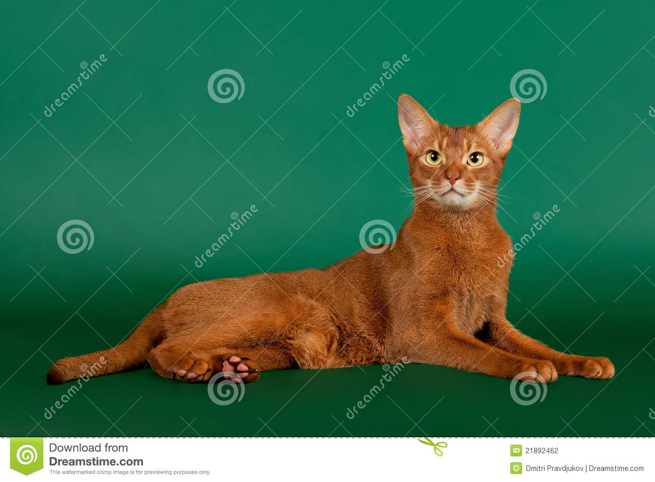 Red Abyssinian Cat Sitting