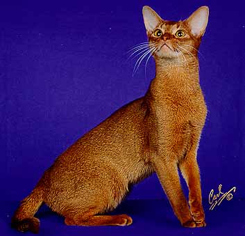 Red Abyssinian Cat