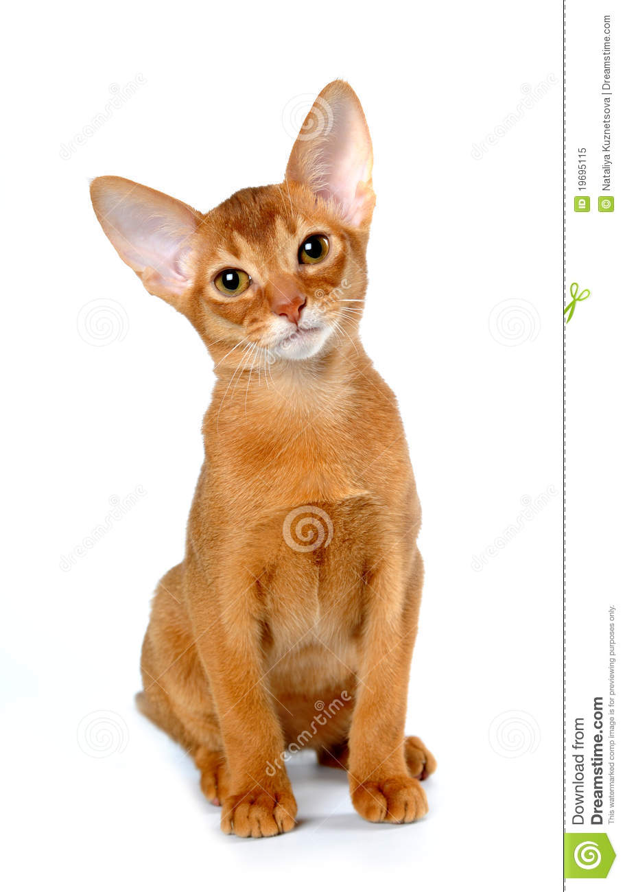 Red Abyssinian Kitten