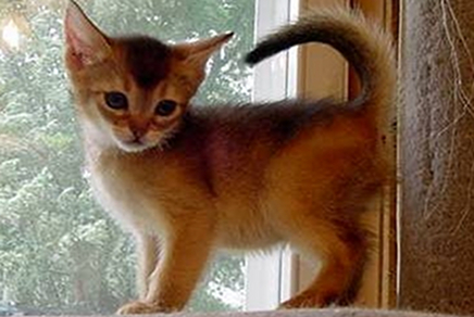 Red Abyssinian Kitten