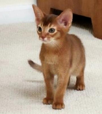 Red Cute Abyssinian Kitten