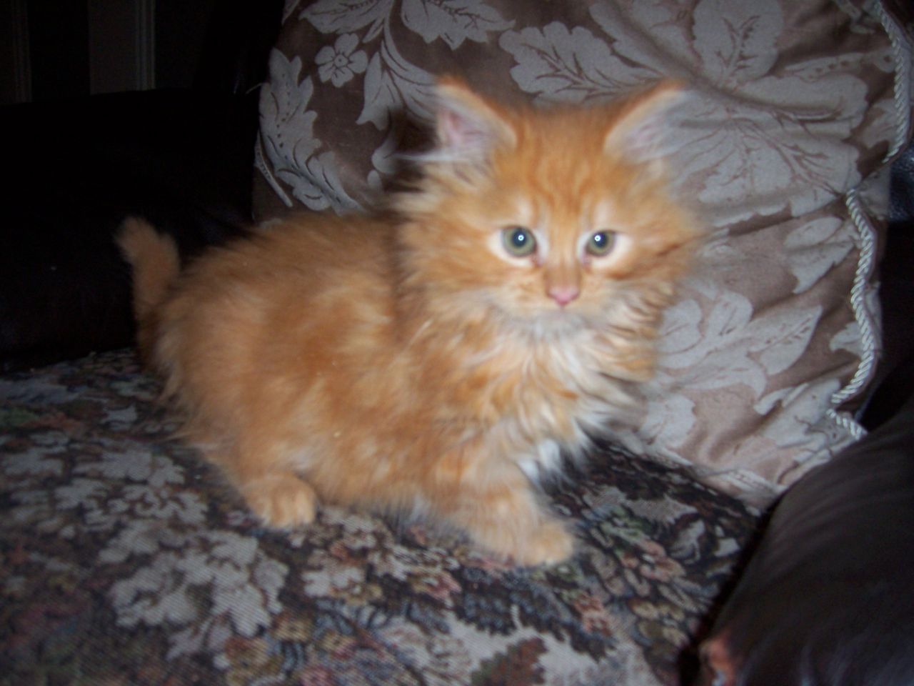 Red Maine Coon Kitten