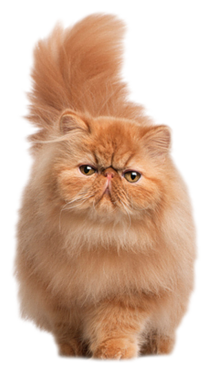 Red Persian Cat Picture