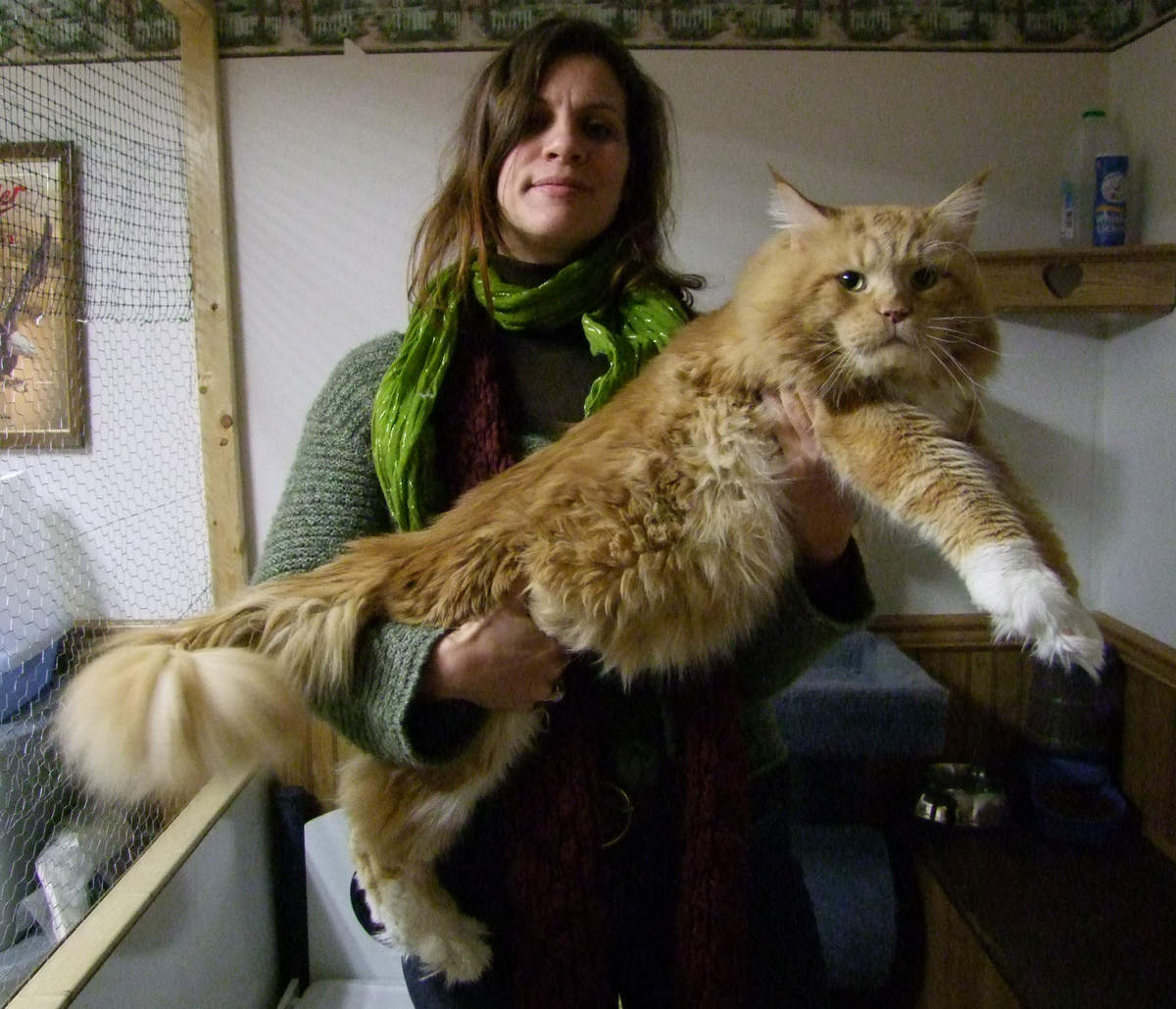 Red Tabby Maine Coon Cat