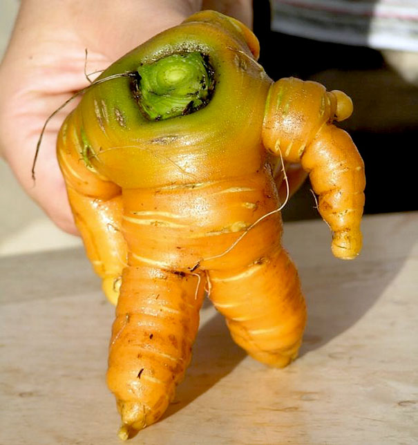 Robot Shape Ginger Funny Vegetable