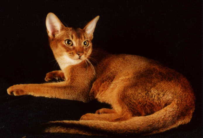 Ruddy Abyssinian Cat