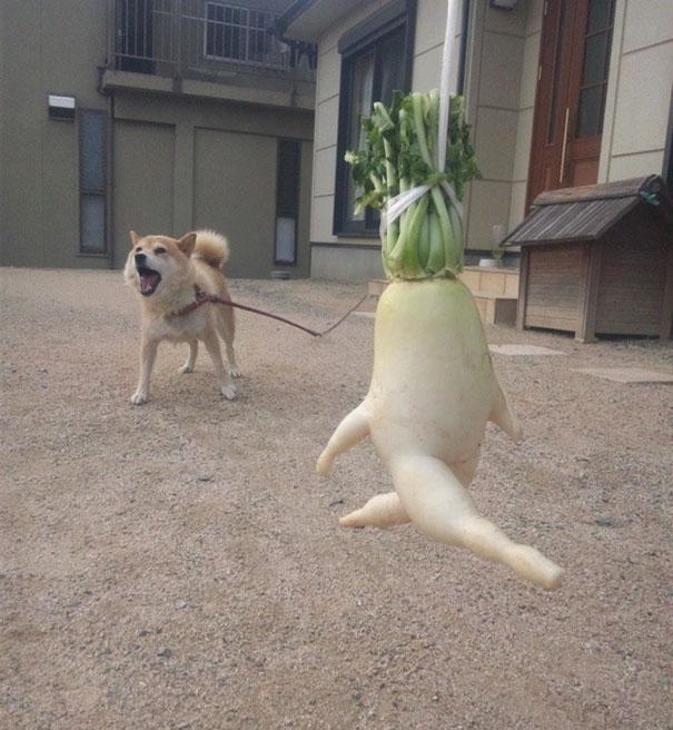 Running Radish Funny Vegetable Picture