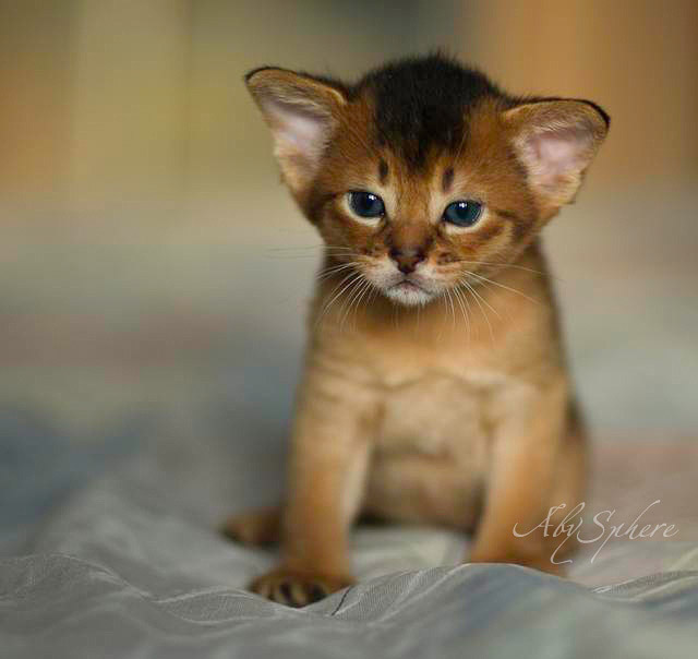 Sad Abyssinian Kitten Picture