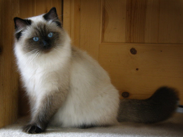Seal Point Ragdoll Cat Beautiful Picture