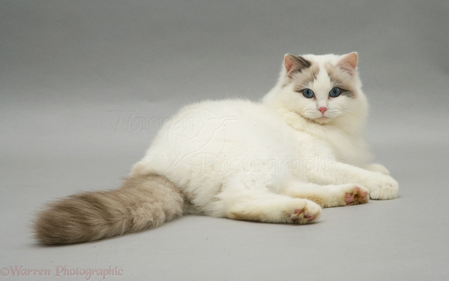 Seal Point Ragdoll Cat Lying With Head Up