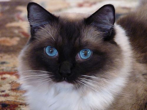 Seal Point Ragdoll Cat Picture