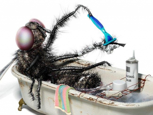 Shaving Fly Funny Picture