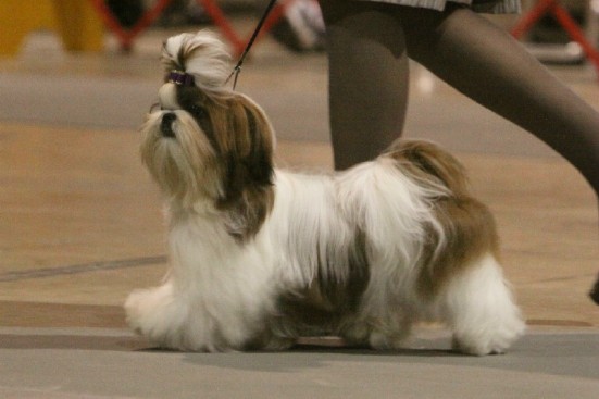 Shih Tzu Dog In Dog Show
