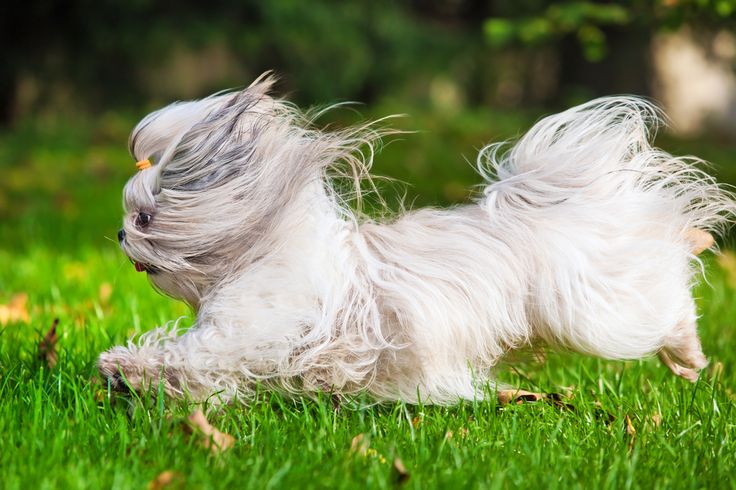 Shih Tzu Dog Running On Grass