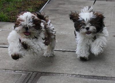 Shih Tzu Puppies Running