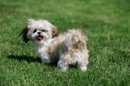 Shih Tzu Puppy On Grass