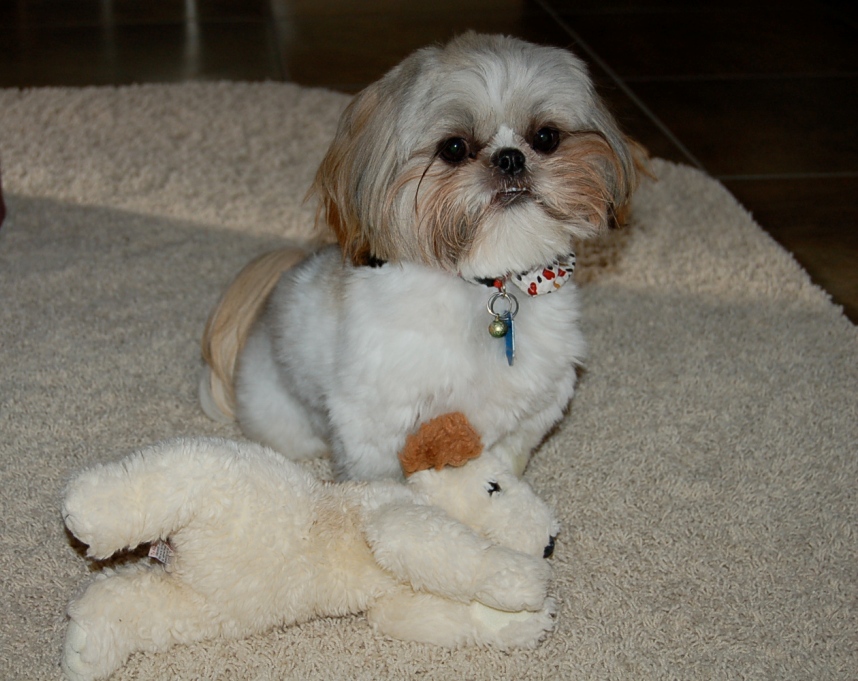 Shih Tzu Puppy Playing With Toy