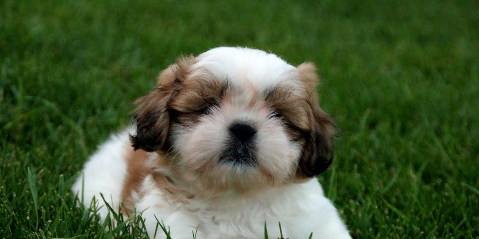 Shih Tzu Puppy Sitting On Grass