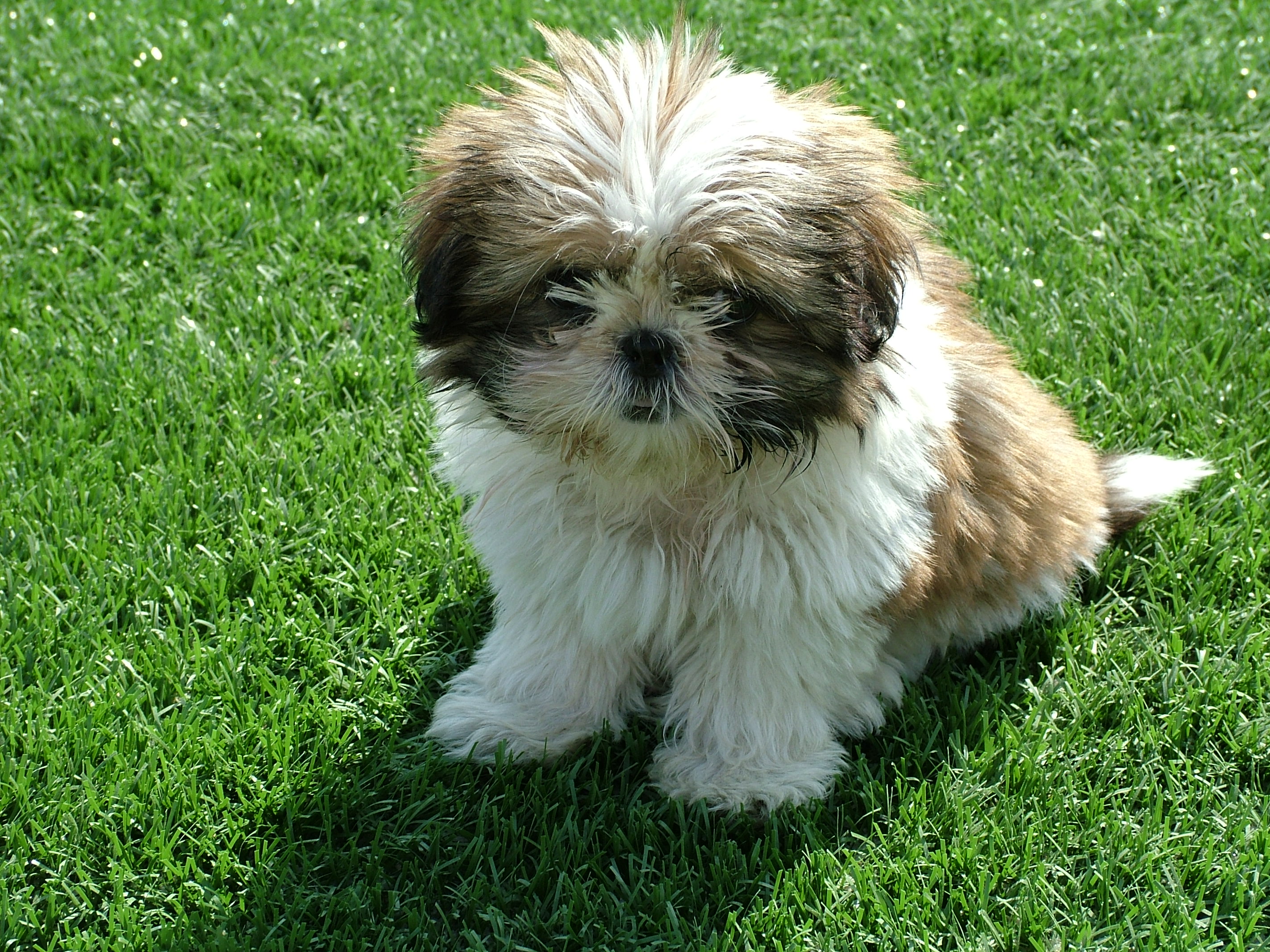 Shih Tzu Puppy Sitting On Green Grass