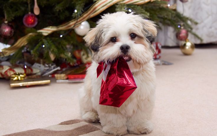 Shih Tzu Puppy With Gift Box