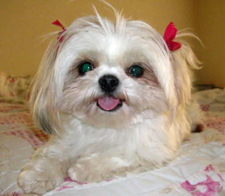 Shih Tzu Puppy With Red Ribbons Picture