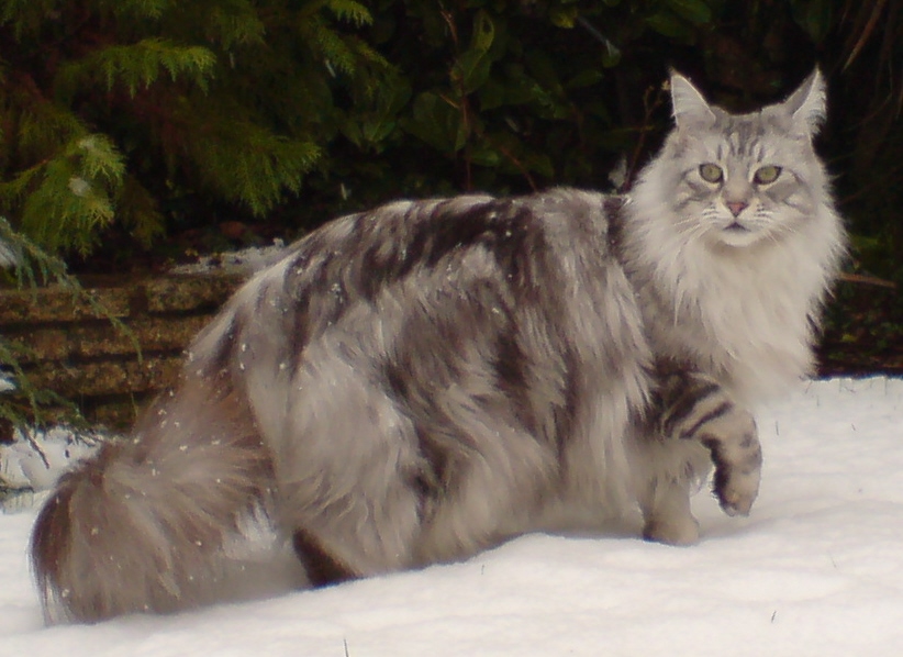Silver Tabby Maine Coon Cat
