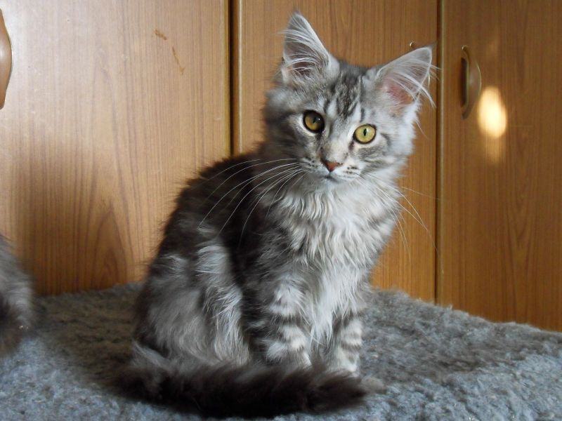 Silver Tabby Male Maine Coon Kitten