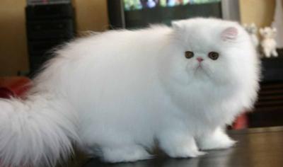 snow white persian cat