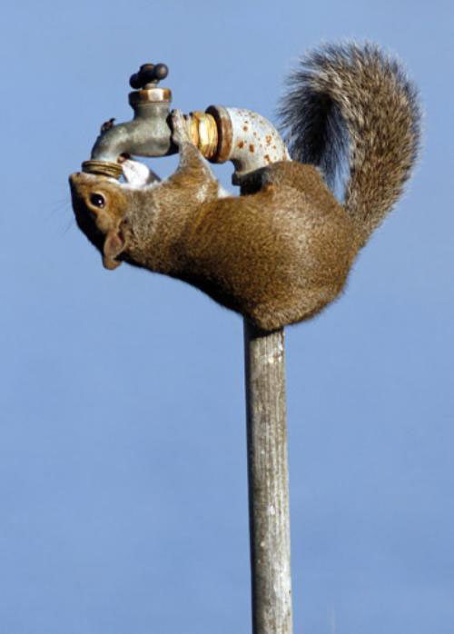 Squirrel Drinking Water Funny Picture