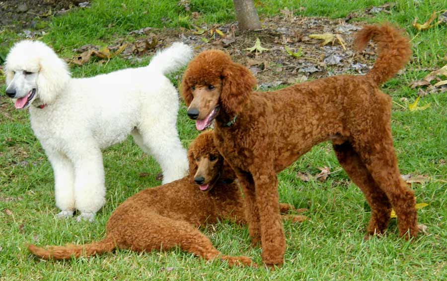 Standard Poodle Dogs Picture