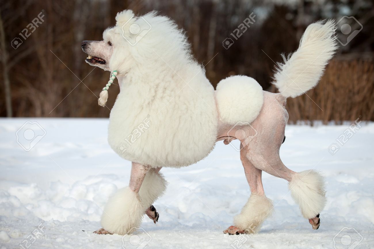 Standard Poodle Male Dog In Snow