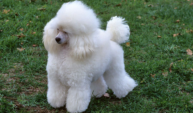 Standard White Poodle Dog