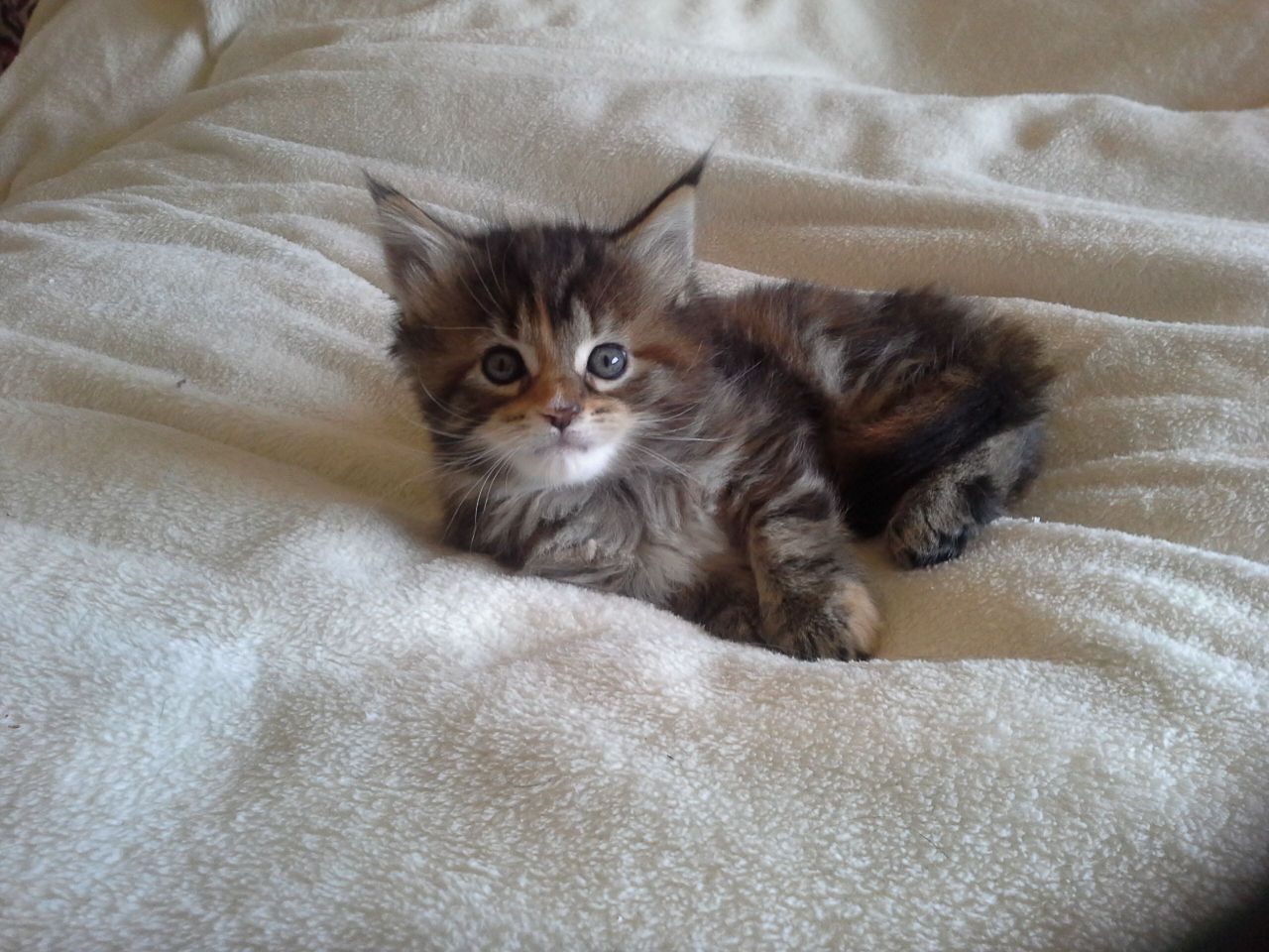 Stunning Tabby Maine Coon Kitten