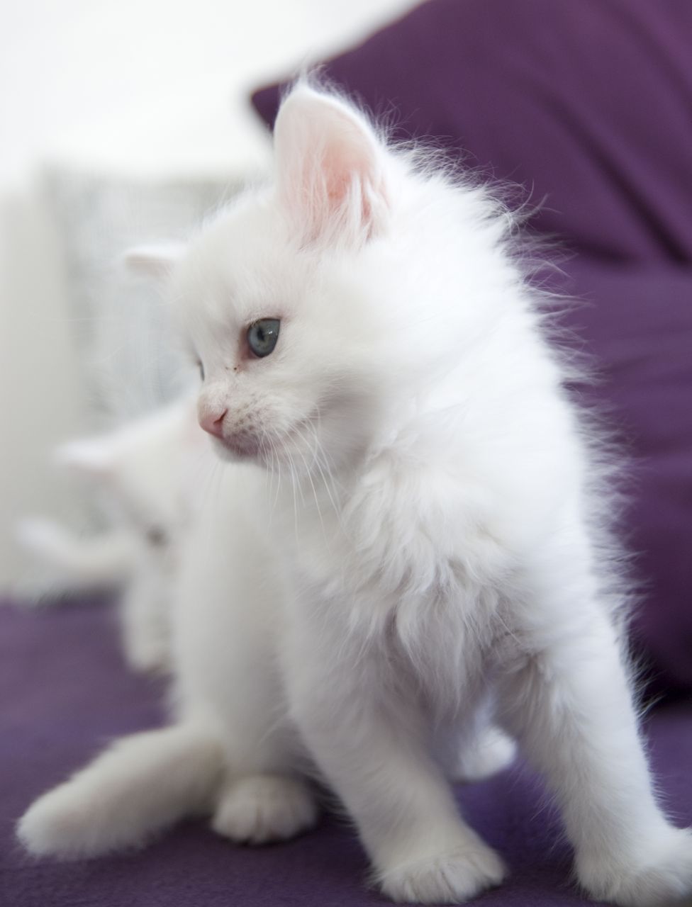 Stunning White Maine Coon Kitten