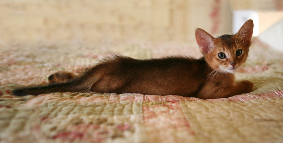 Sweet Abyssinian Kitten Laying Picture