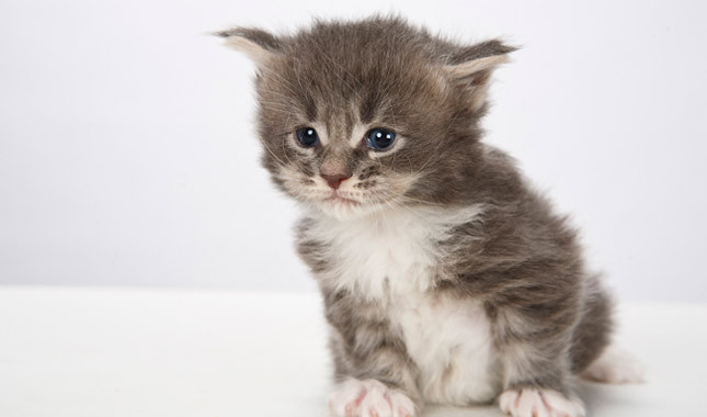 Sweet New Born Maine Coon Kitten