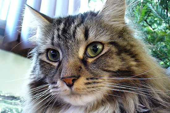 Tabby Maine Coon Cat Looks At You