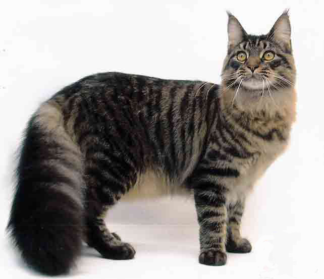 Tabby Maine Coon Cat Picture