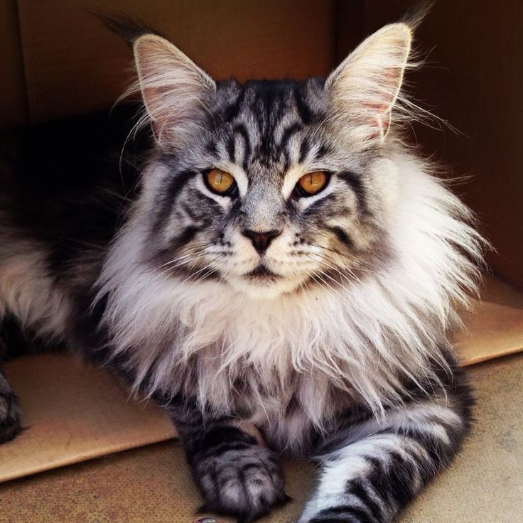 Tabby Maine Coon Sitting