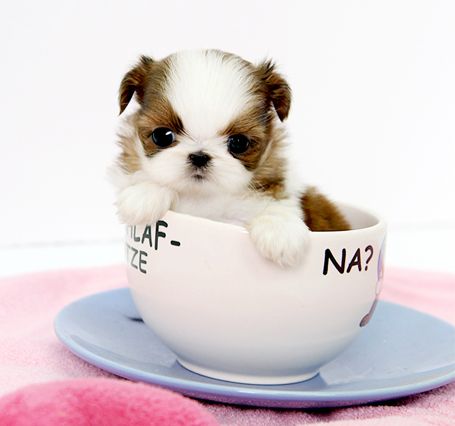 Tea Cup Shih Tzu Puppy